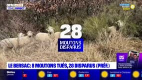 La préfecture des Hautes-Alpes apporte des précisions sur l'attaque de loup au Bersac
