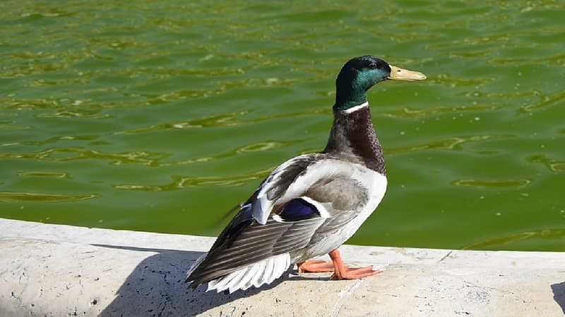 Un canard (illustration)