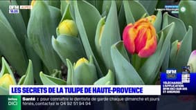 Les secrets de la Tulipe de Haute-Provence 