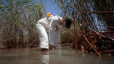 Un membre de Greenpeace effectue des prélèvements dans les marécages en Louisiane. Du brut lourd provenant de la marée noire dans le golfe du Mexique a atteint les bayous de cet Etat, a annoncé mercredi son gouverneur, Bobby Jindal. /Photo prise le 19 mai