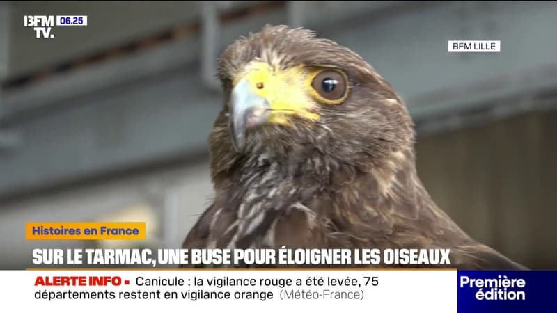Une buse pour éloigner les oiseaux du tarmac de l'aéroport de Lille