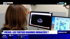 Planète Locale du lundi 12 décembre - Une tortue marine relâchée en mer au large de Fréjus