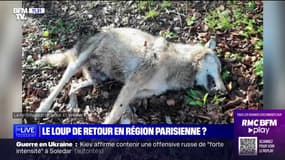 Le loup est-il de retour en Île-de-France ? BFMTV répond à vos questions