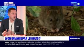 Lyon envahie par les rats ?