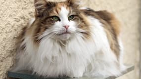Saffran, chatte Norvégienne, qui a remporté le Trophée des reproducteurs du Loof.