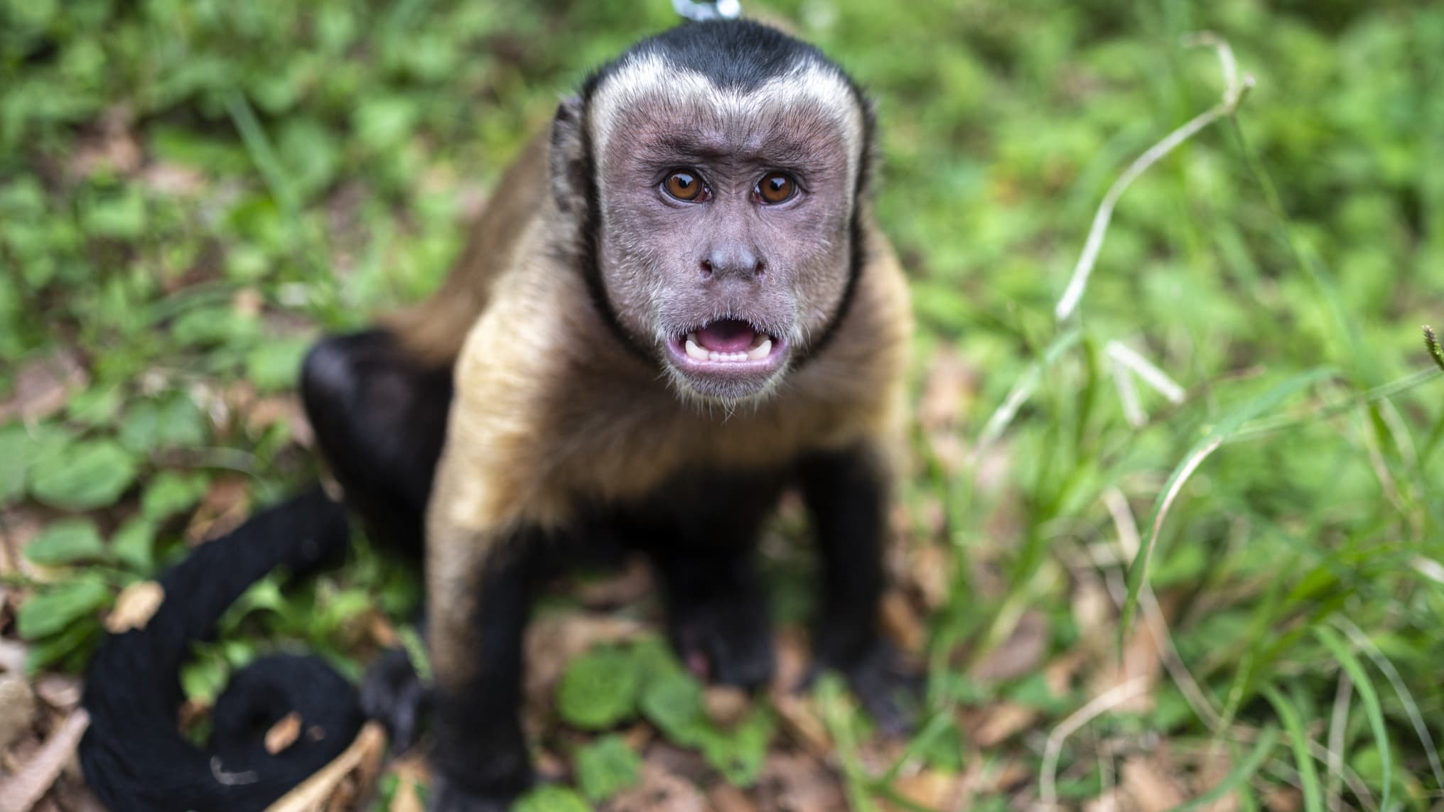 Une enquête journalistique met en lumière un réseau international de  torture de singes