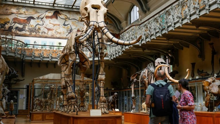 Dans la Galerie de paléontologie et d'anatomie comparée, au Muséum national d'histoire naturelle, à Paris le 27 juin 2023 