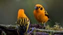 Des oiseaux de la forêt de San Antonio, près de Cali, le 11 février 2022 en Colombie