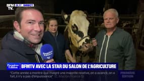 Voici Oreillette, la vache égérie du prochain salon de l'Agriculture