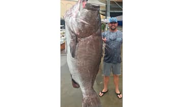 Image du mérou de 159 kilos diffusée par la Commission de la protection de la pêche et de la faune en Floride, le 13 janvier 2020