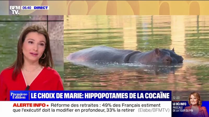 LE CHOIX DE MARIE - La Colombie se sépare des "hippopotames de la cocaïne"