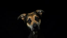 Pour près de 7 Français sur 10 (69%), les animaux sont mal défendus par les politiques, selon le baromètre Ifop pour la Fondation 30 Millions d'Amis. (Photo d'illustration)