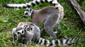 Le parc zoologique de Paris a rouvert ses portes après trois mois de fermeture le 8 juin 2020