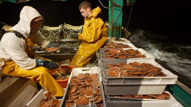 La pêche à la coquille Saint-Jacques est réglementée dans le temps en France, mais pas en Angleterre (Illustration)