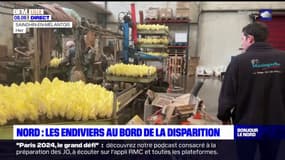 Nord: les endiviers redoutent une reconversion forcée