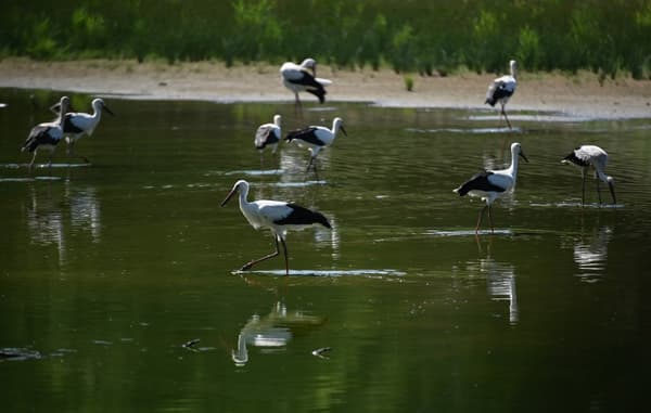 Des cigognes mangent des poissons dans un étang le 23 juillet 2019 à Villars-les-Dombes,