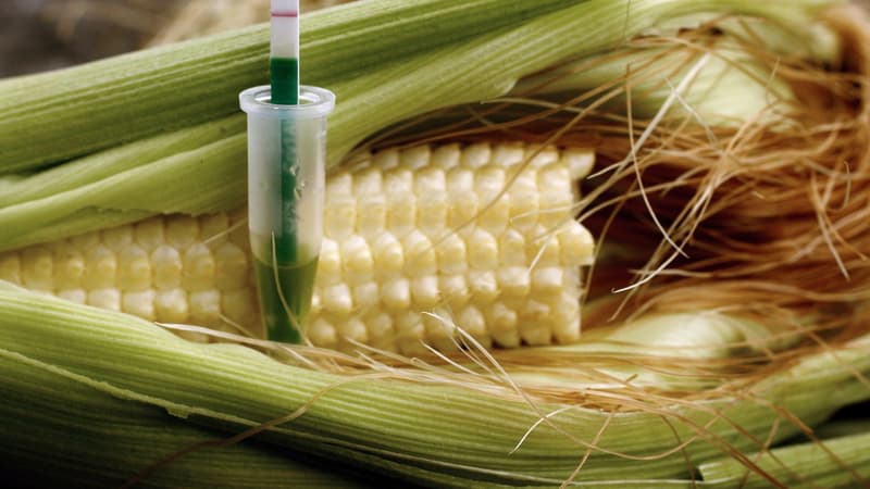 Un épi de mais génétiquement modifié par la firme Monsanto. 