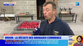 Orgon: la récolte de grenade est lancée 