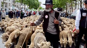 Plusieurs milliers d'éleveurs ont marché ce dimanche 23 juin, à Paris.