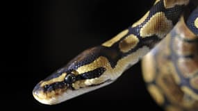 Installé aux toilettes, il se fait mordre... par un python