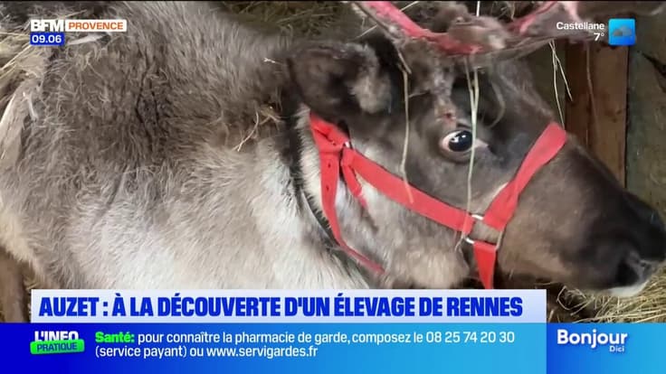 Auzet : à la découverte d'un élevage de rennes avant Noël