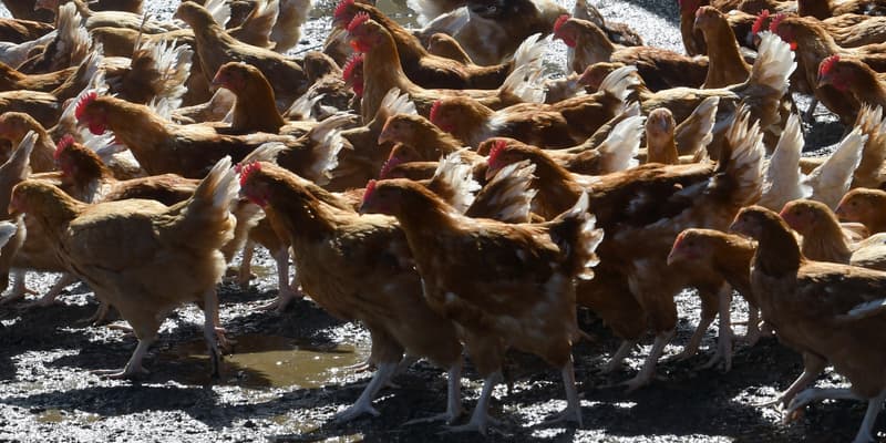 LDC, la maison-mère des poulets de Loué publie une activité sans surprise 