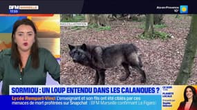 Marseille: des loups ont-ils été entendus dans la calanque de Sormiou?