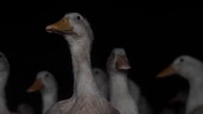Des canards dans un élevage au cœur d'une enquête de l214 en 2024