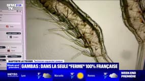 "Une femelle donne environ 400.000 œufs": au cœur de la seule ferme française d'élevage de crevettes