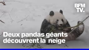 États-Unis: deux pandas géants sous la neige après le passage de la tempête hivernale à Washington 