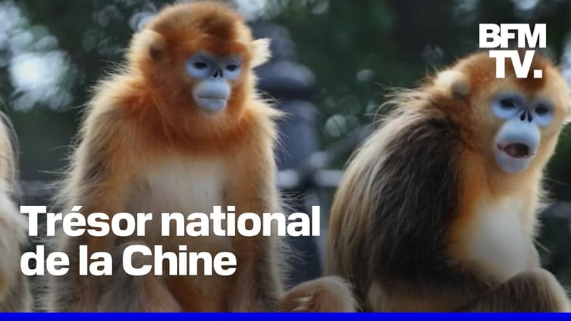  Le zoo de Beauval présente trois singes dorés venus de Chine, ce mercredi au public