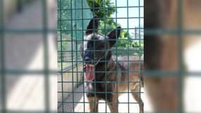 Mabrouk, un chien malinois, maltraité par son propriétaire à Pavillons-sous-Bois, en Seine-Saint-Denis. 