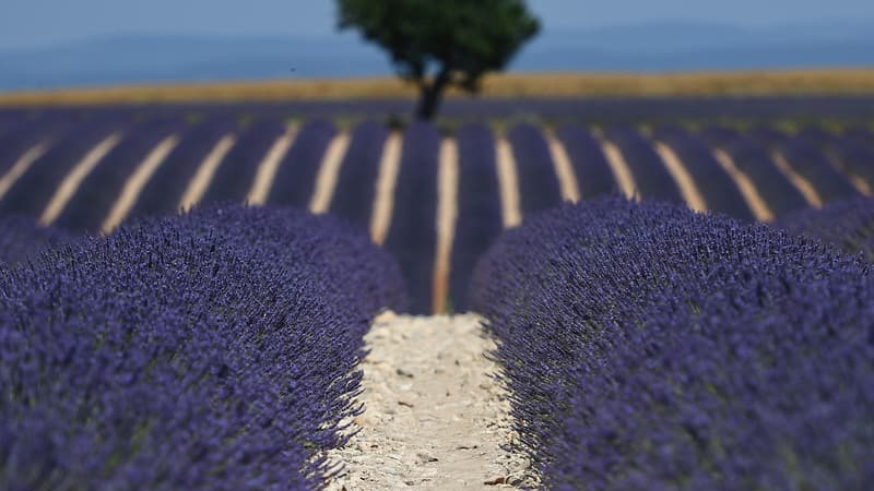 Les champs de lavande de Provence menacés par des chenilles invasives