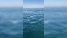 Ces plongeurs tombent nez à nez avec un requin au Cap d'Agde