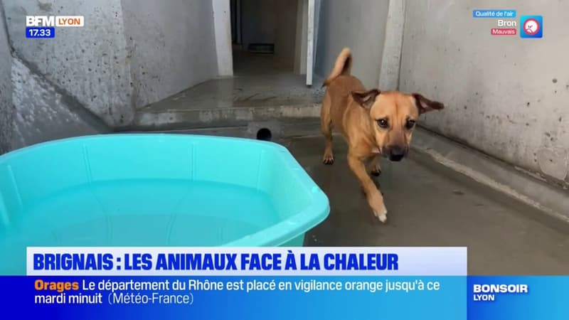 Brignais: les animaux face à la chaleur