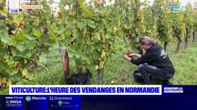 Normandie: les vendanges se poursuivient