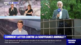 Comment lutter contre la souffrance animale ? - 10/07