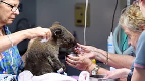 Un koala soigné après avoir été brûlé dans un incendie