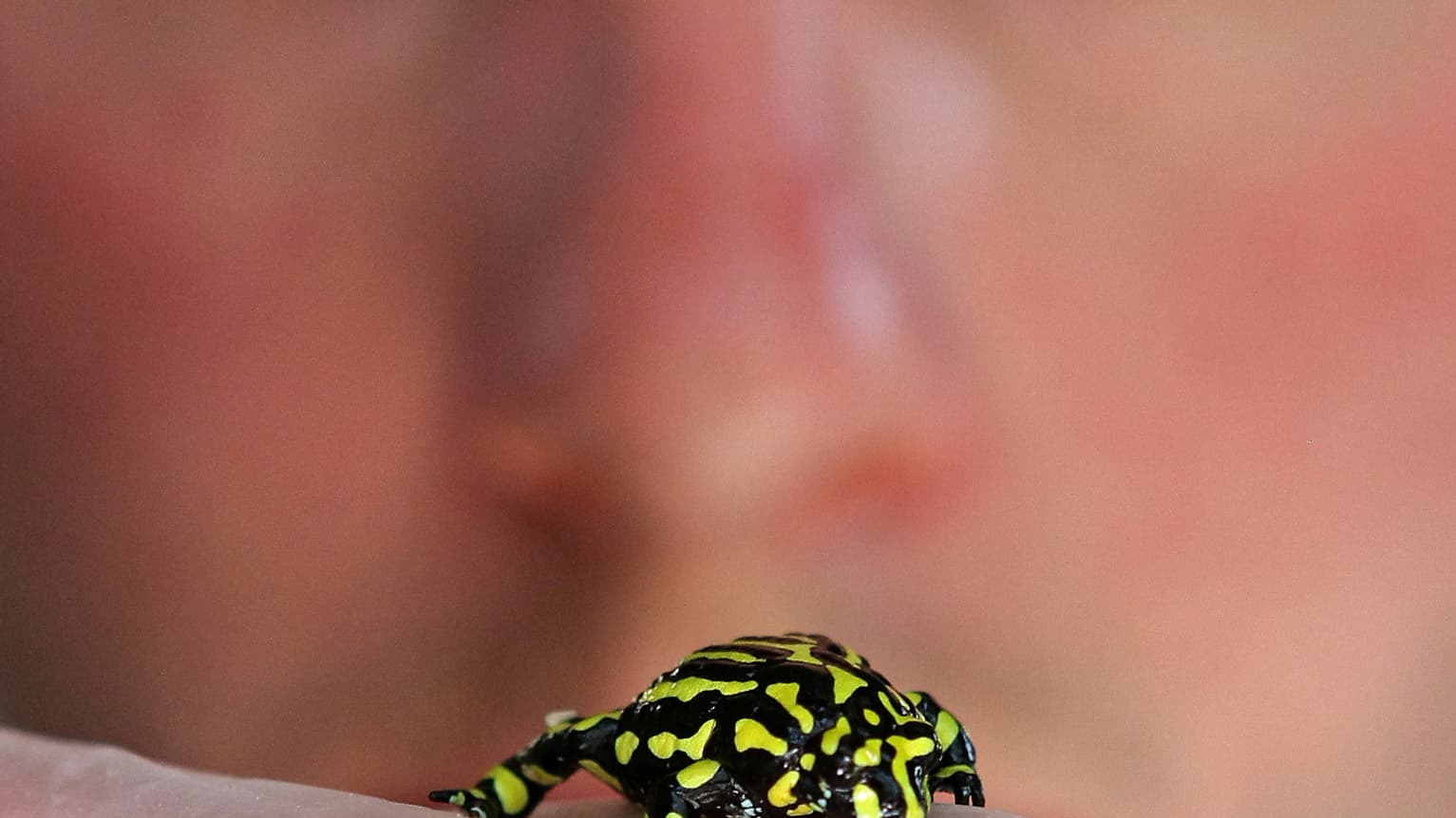 Un individu de l'espèce pseudophryne corroberee, dans un zoo de Sydney, en Australie, en 2009 Un individu de l'espèce pseudophryne corroberee, dans un zoo de Sydney, en Australie, en 2009