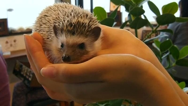 Comment résister à cette adorable créature?