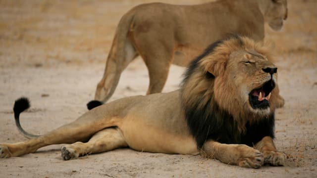 Le lion Cecil, père du félin abattu, en 2012 au Zimbabwe.