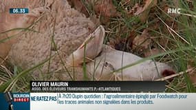 Plan ours: "Si l'Etat ne fait pas le choix entre les prédateurs et le pastoralisme, on aura pas d'autre option que de se défendre"