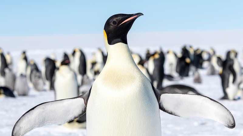 Réchauffement climatique: deux tiers des espèces d'Antarctique menacées d'extinction