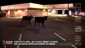La folle échappée de vaches après un accident de camion aux Etats-Unis