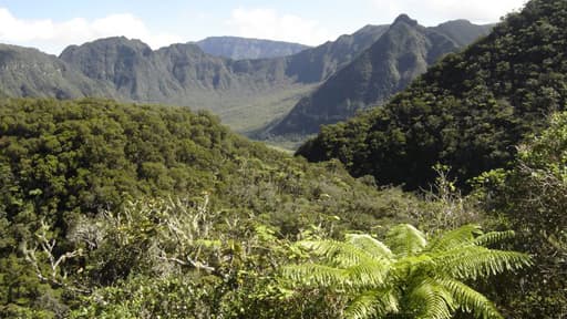 La majorité des Français avoue avoir peur des insectes. Pour l'entomologistes Pierre Zagatti, invité de Bourdin Direct ce jeudi, il ne faut pas les craindre, bien au contraire. Sur l'île de la Réunion (ci-dessus) comme ailleurs...