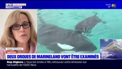 Antibes: une demande d'expertise vétérinaire sur deux orques du parc Marineland