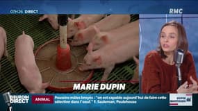 Dupin Quotidien : La castration des porcs bientôt interdite ? - 28/01