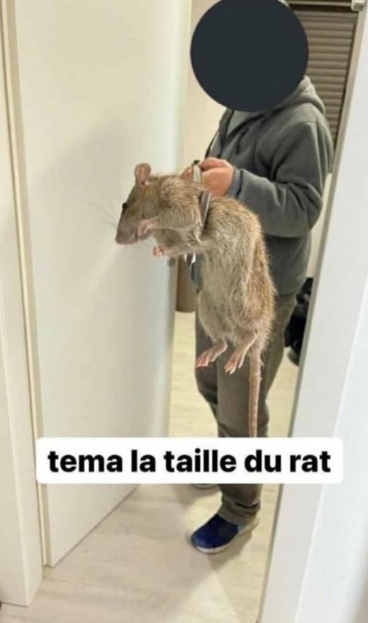 Le meme "tema la taille du rat"