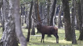 L'Espace Rambouillet, où il est possible d'observer des cerfs et des biches, a battu son record de visiteurs.