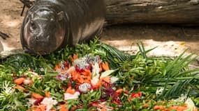 Le bébé hippopotame pygmée Moo Deng fête son premier anniversaire dans un zoo de Thaïlande, le 10 juillet 2025